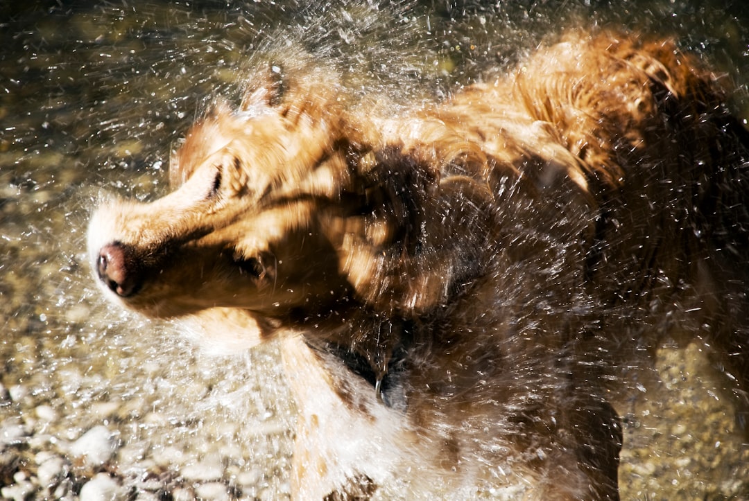 a dog is playing in the water outside