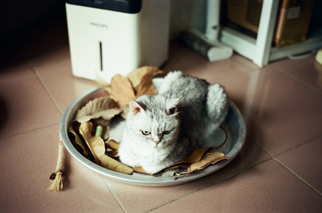 A fluffy cat rests in a metal bowl with leaves.