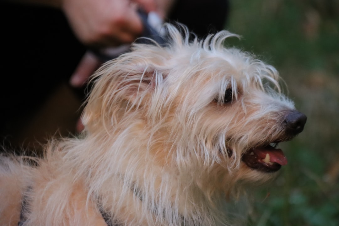 a dog getting his hair cut by a person