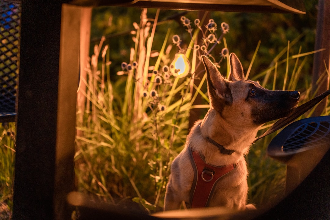 a dog sitting in the grass looking up at the sky