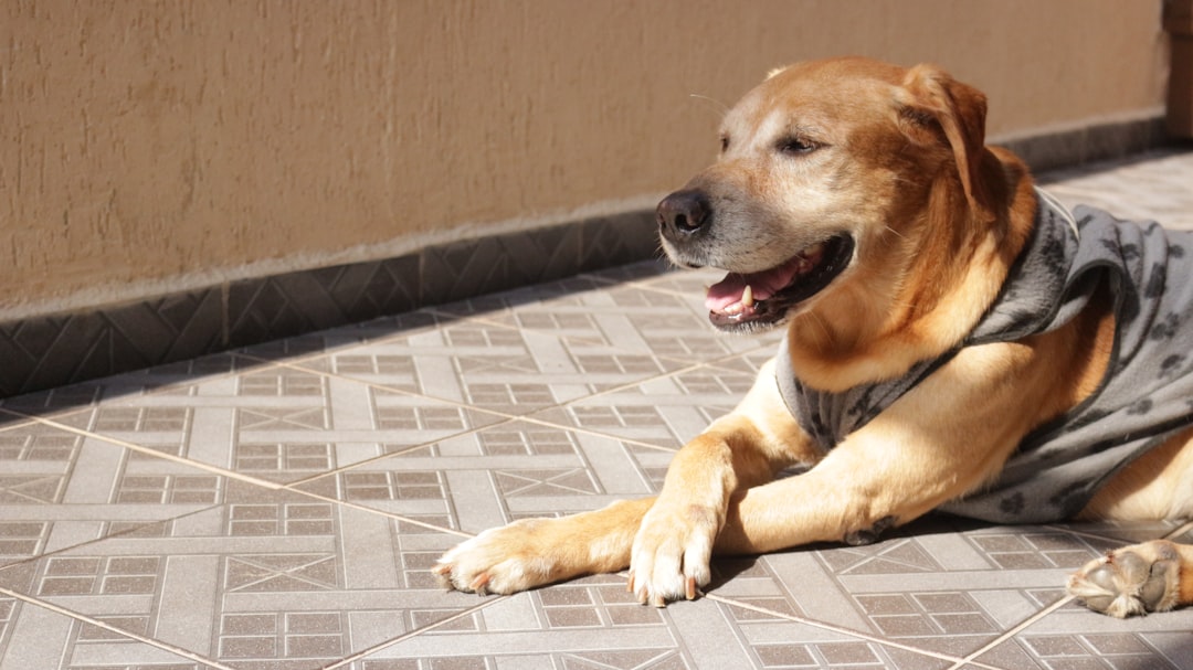brown and white short coated dog lying on white ceramic floor tiles